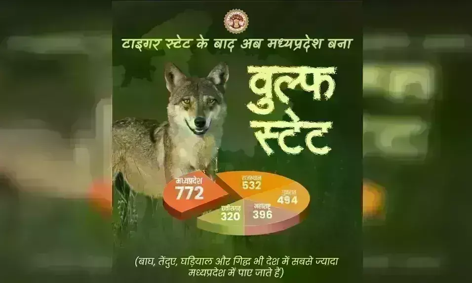 मप्र ने हासिल की एक और उपलब्धि, टाइगर-लेपर्ड के बाद बना वुल्फ स्टेट
