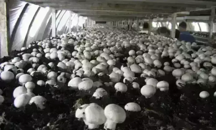 मिर्जापुर बनेगा मशरूम उत्पादन का हब, प्रदेश का पहला उत्पादन केंद्र बनकर तैयार