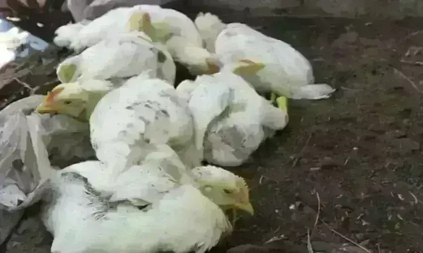 क्या चीन से फैलेगी एक और महामारी? पक्षियों से इंसान में आया H3N8 वायरस