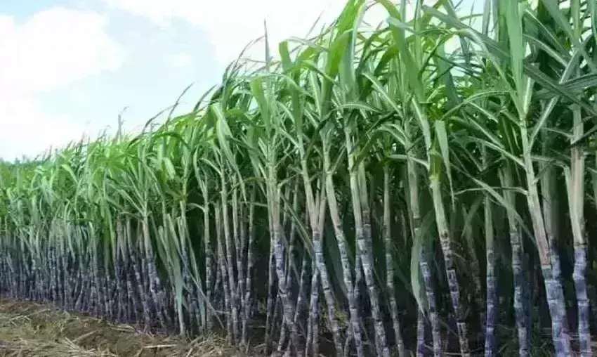 गन्ना मूल्य देने में योगी सरकार ने बनाया रिकॉर्ड, 1.70 लाख करोड़ से अधिक का किया भुगतान