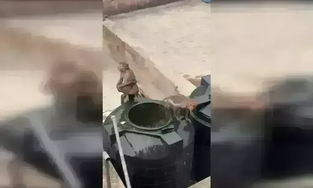 भरी गर्मी में बंदरों की अठखेलियां.... देखें वीडियो