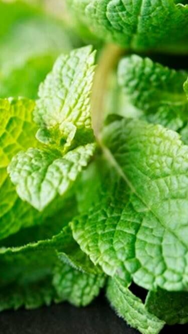 गर्मियों में सिरदर्द से लेकर कब्ज तक  होगी दूर, बदहजमी का काल मैजिकल टी