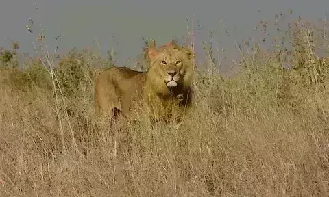 25 साल में 87 करोड़ रुपए खर्च, न शेर आए न अफ्रीकन चीते