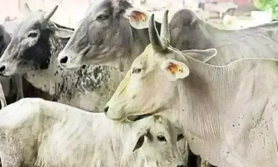 दुधारू गायों को रखते हैं सुरक्षित, बाकी को छोड़ देते हैं रोड पर, इससे भी बढ़ रही दिक्कत