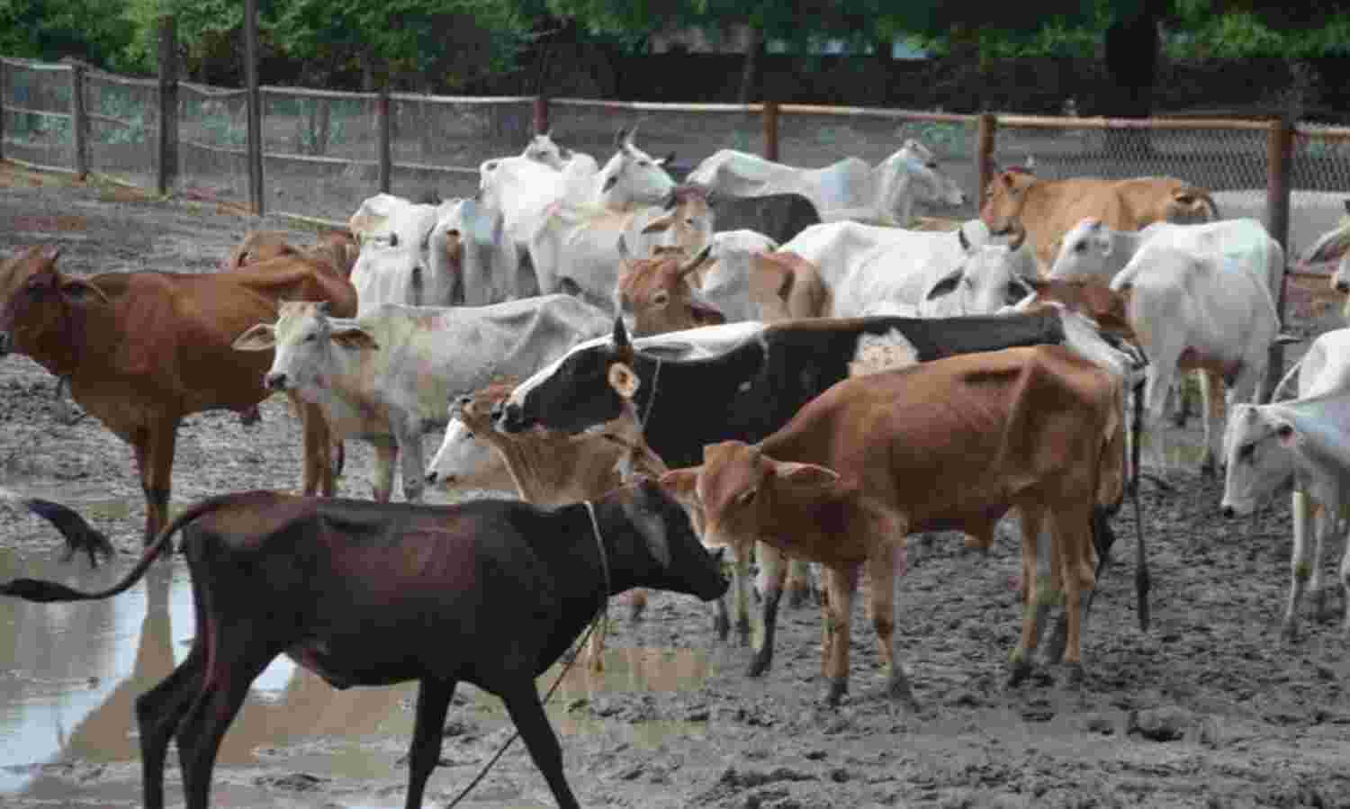 गोशाला में 100 टन की क्षमता वाला सीएनजी प्लांट के लिए 31 करोड़ की राशि स्वीकृत