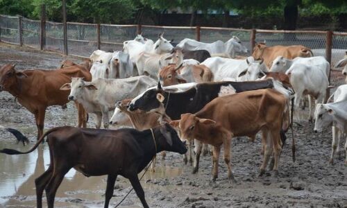 गोशाला में 100 टन की क्षमता वाला सीएनजी प्लांट के लिए 31 करोड़ की राशि स्वीकृत