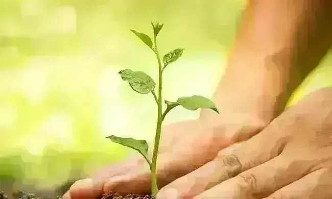 उप्र में पांच साल में लगेंगे 175 करोड़ पौधे, इस वर्ष का लक्ष्य 35 करोड़