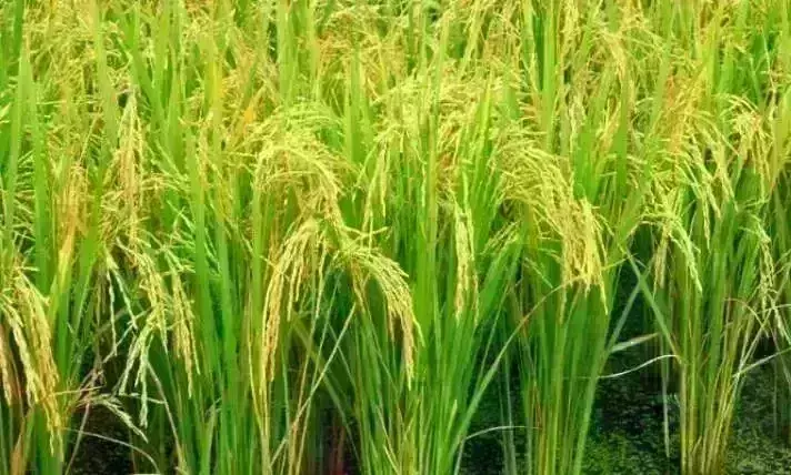 कैबिनेट निर्णय : केंद्र सरकार ने खरीफ फसलों पर बढ़ाई MSP, जानिए कितनी हुई वृद्धि