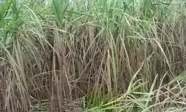 उप्र में बढ़ेगी गन्ने की मिठास, चीनी मिलों का होगा आधुनिकीकरण