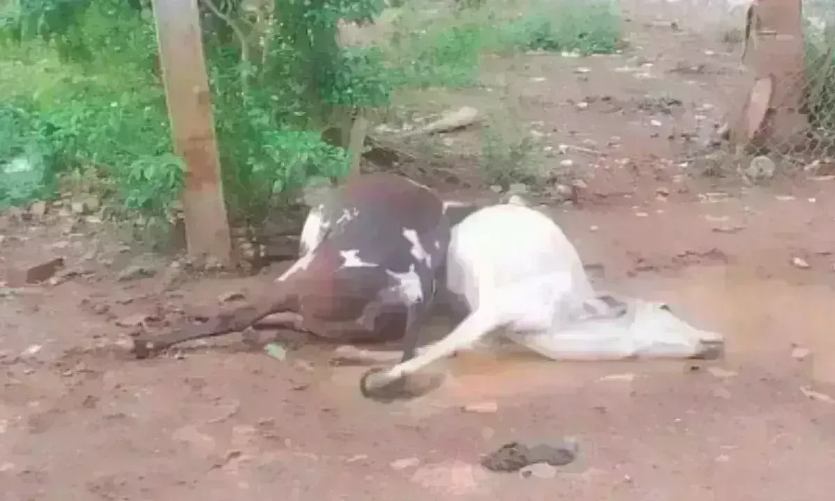 विद्युत विभाग की लापरवाही, खंबे में दौड़ते करंट को नहीं किया ठीक, चपेट में आने से दो गायों की मौत विद्युत विभाग की लापरवाही, खंबे में दौड़ते करंट को नहीं किया ठीक, चपेट में आने से दो गायों की मौत