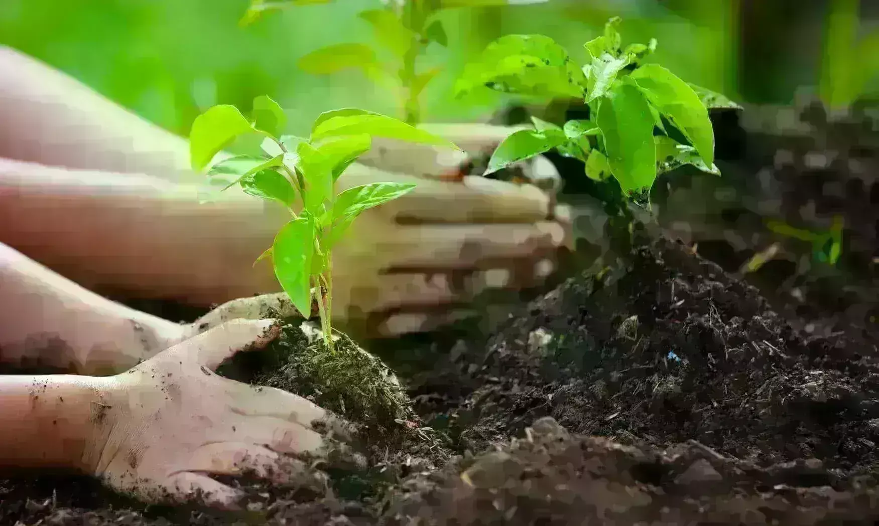 पर्यावरण संतुलन एवं संरक्षण के लिए समर्पित जीवन