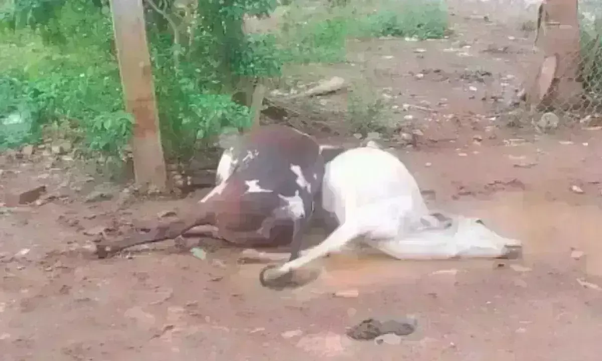 विद्युत विभाग की लापरवाही, खंबे में दौड़ते करंट को नहीं किया ठीक, चपेट में आने से दो गायों की मौत