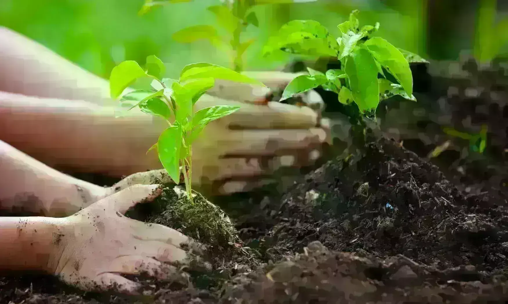 पर्यावरण संतुलन एवं संरक्षण के लिए समर्पित जीवन