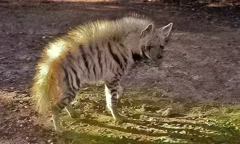 अंबाह में घुसा लकड़बग्घा, 48 घंटे शहर में मचाया बवाल, दहशत से घरों में कैद हुए लोग