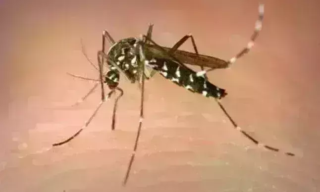 ग्वालियर में बढऩे लगा डेंगू,  तीन मरीज आए चपेट में