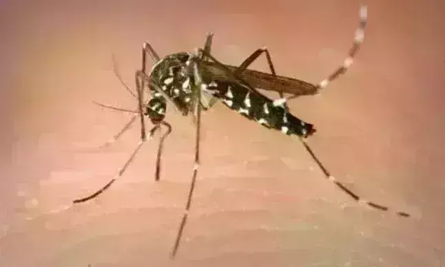 ग्वालियर में बढऩे लगा डेंगू,  तीन मरीज आए चपेट में