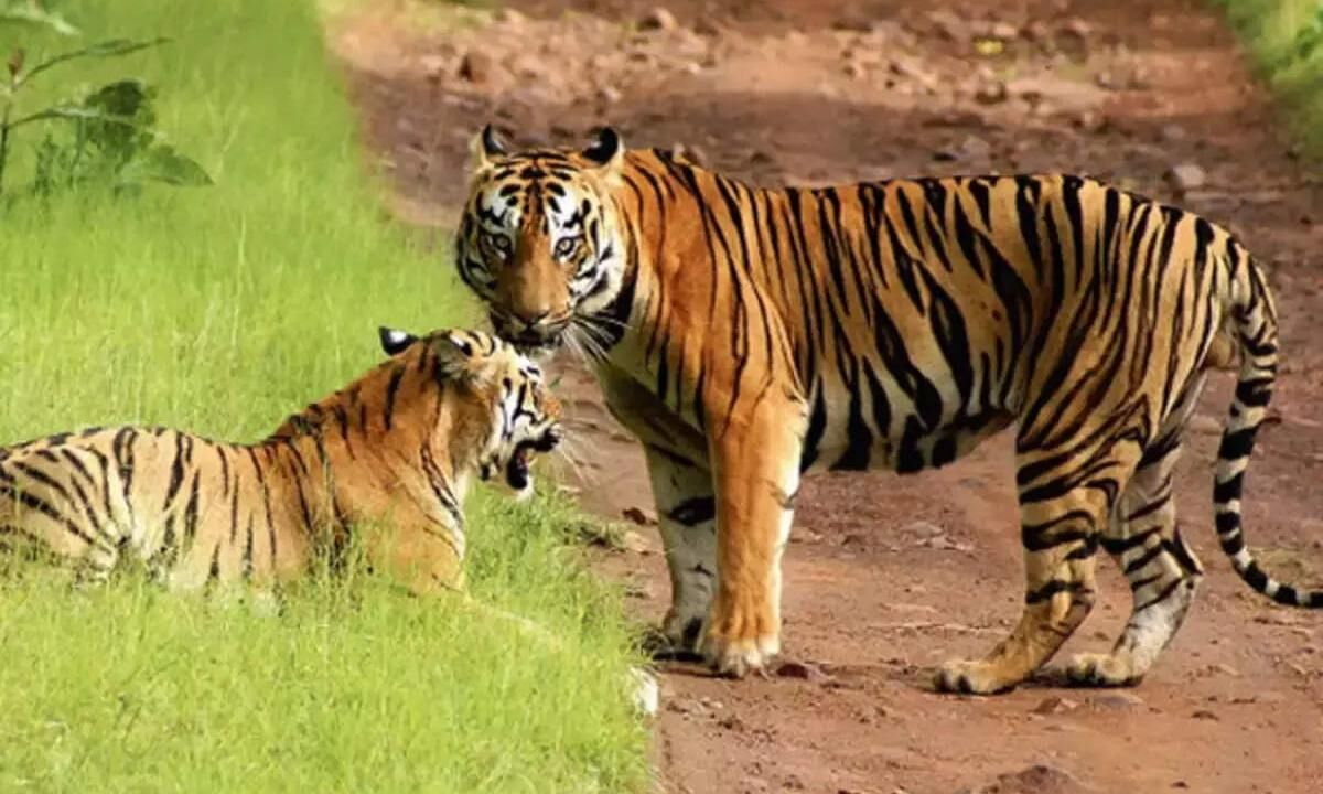 मुख्यमंत्री योगी का ऐलान, जल्द अस्तित्व में आएगा रानीपुर टाइगर रिजर्व