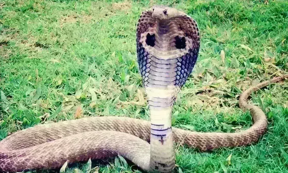 खास संयोग में मनाया जाएगा नागपंचमी का त्योहार, जानिए क्यों की जाती है नागों की पूजा