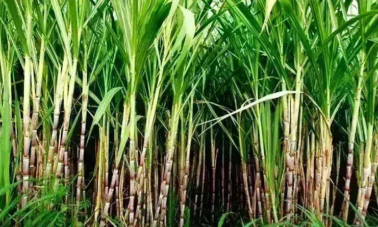 पंचामृत योजना से बढ़ेगी गन्ने की पैदावार, पत्तियों के मल्चिंग में प्रयोग होने से प्रदूषण भी घटेगा