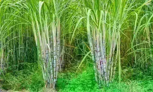 यूपी के किसानों ने शुरू किया नया प्रयोग, गन्ने की सहफसली खेती से दोगुनी होगी आय