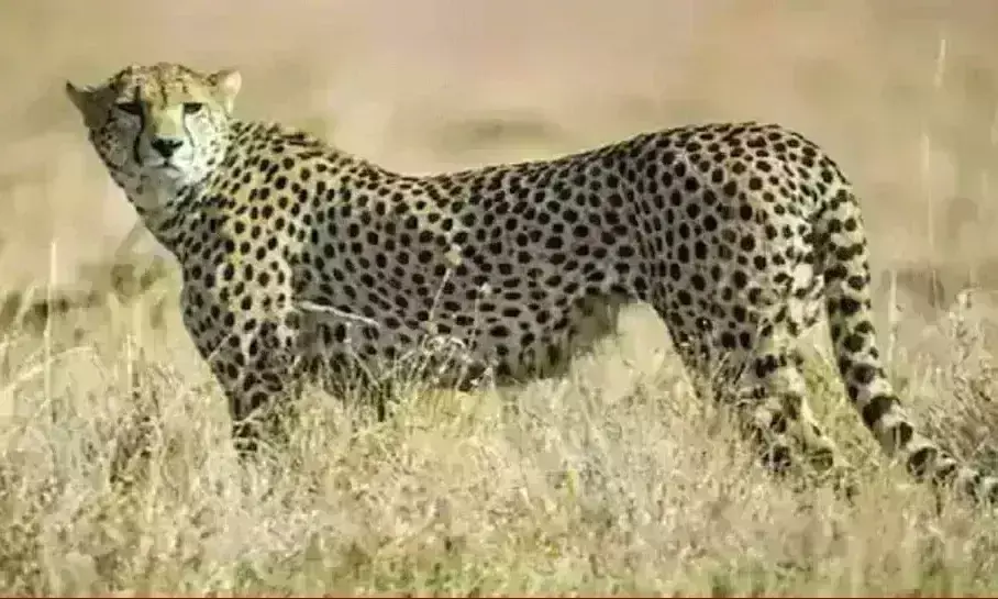 तीन तेंदुओं ने कूनो में रोकी अफ्रीकी चीतों की आमद