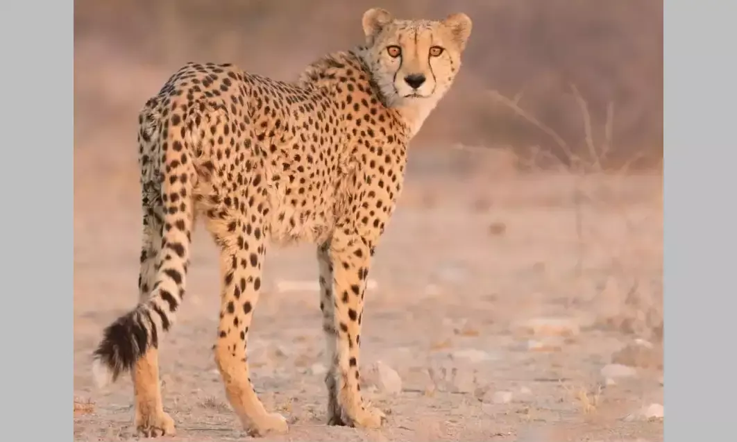 देश में 70 साल बाद दिखेंगे चीते, अफ्रीका से 16 घंटे में पहुंचेंगे ग्वालियर