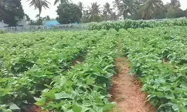 जैविक खेती को बढ़ावा देने के लिए शीघ्र गठित होगा बोर्ड, रकबा 3 लाख हेक्टेयर करने का लक्ष्य