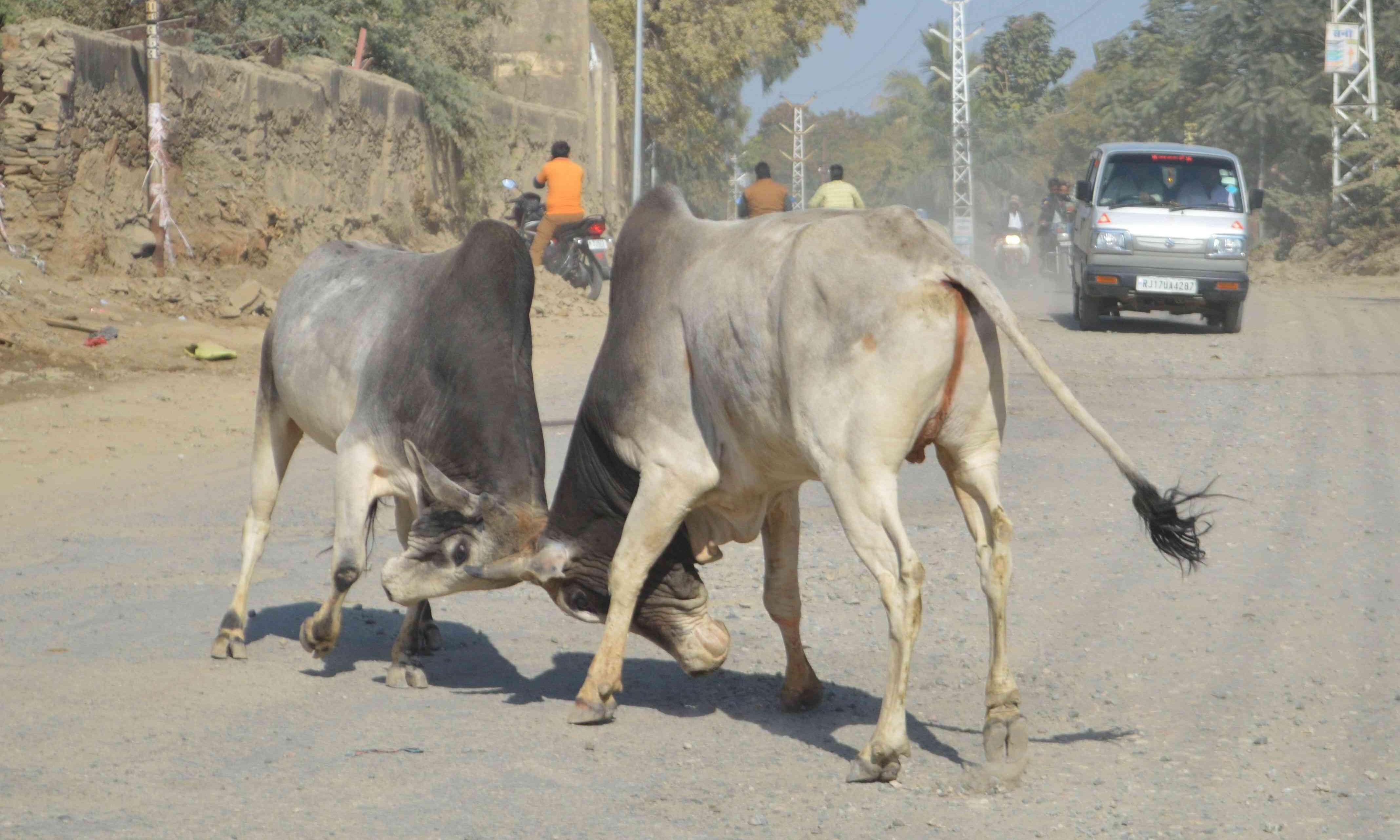 आवारा सांडों ने बिगाड़ा ट्रैफिक, आवाजाही हुई बंद, इधर उधर भागते रहे लोग