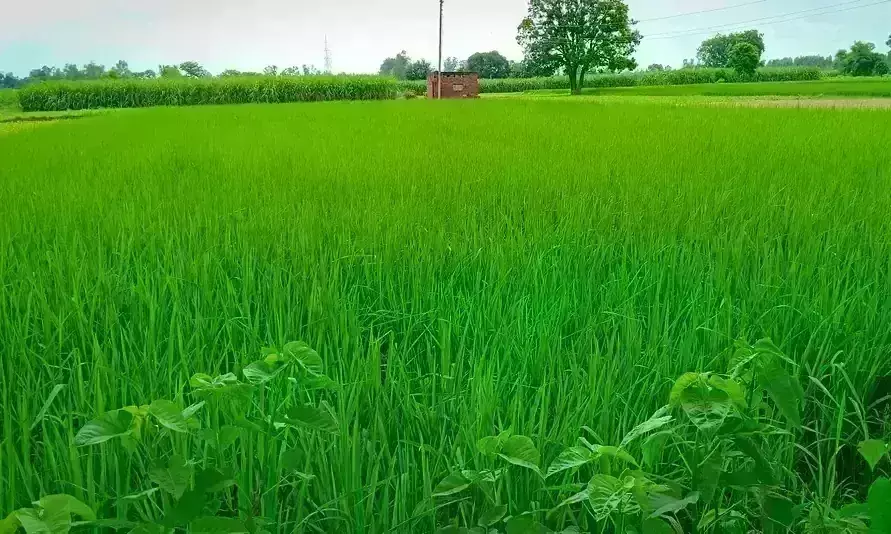 कम बारिश के नाते खरीफ में हुई क्षति की रबी में भरपाई की तैयारी कम बारिश के नाते खरीफ में हुई क्षति की रबी में भरपाई की तैयारी