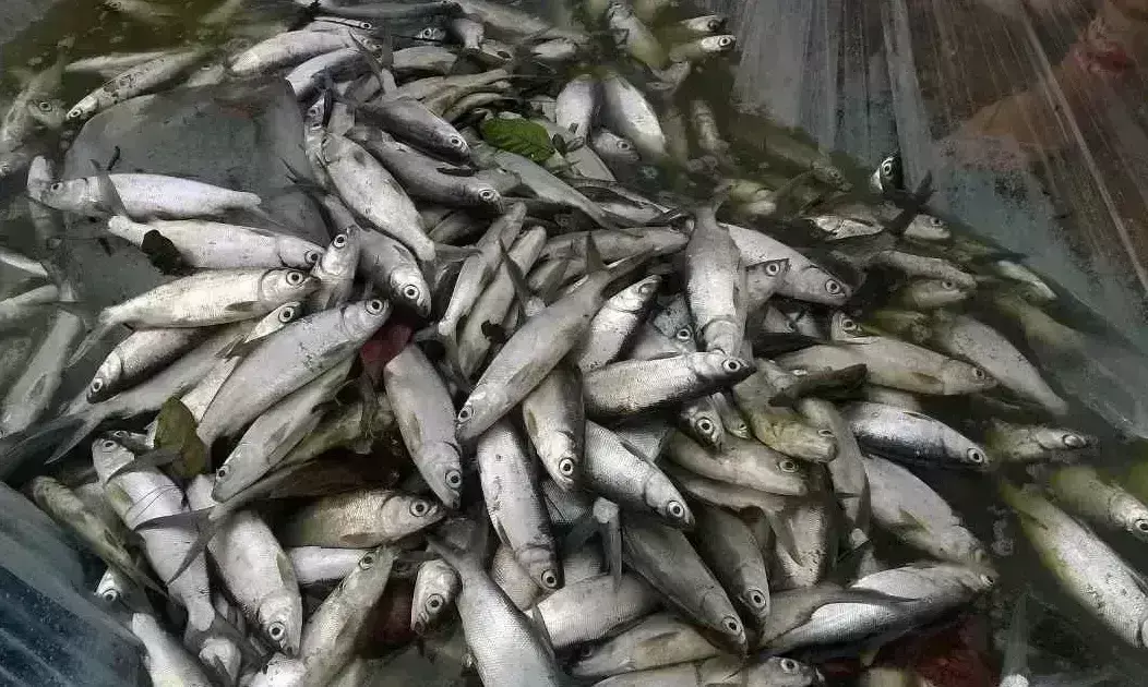 ग्राम सभा के पोखर बनेंगे मछली बीज के बैंक, नाव और जाल उपलब्ध कराएगी सरकार