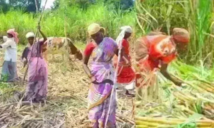 उप्र : गन्ना पौध तैयार करने में 37 जिलों की 60 हजार महिलाओं को मिला स्वरोजगार