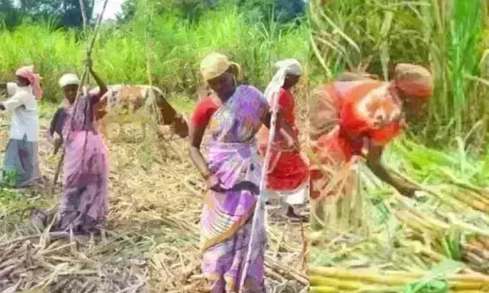 उप्र : गन्ना पौध तैयार करने में 37 जिलों की 60 हजार महिलाओं को मिला स्वरोजगार