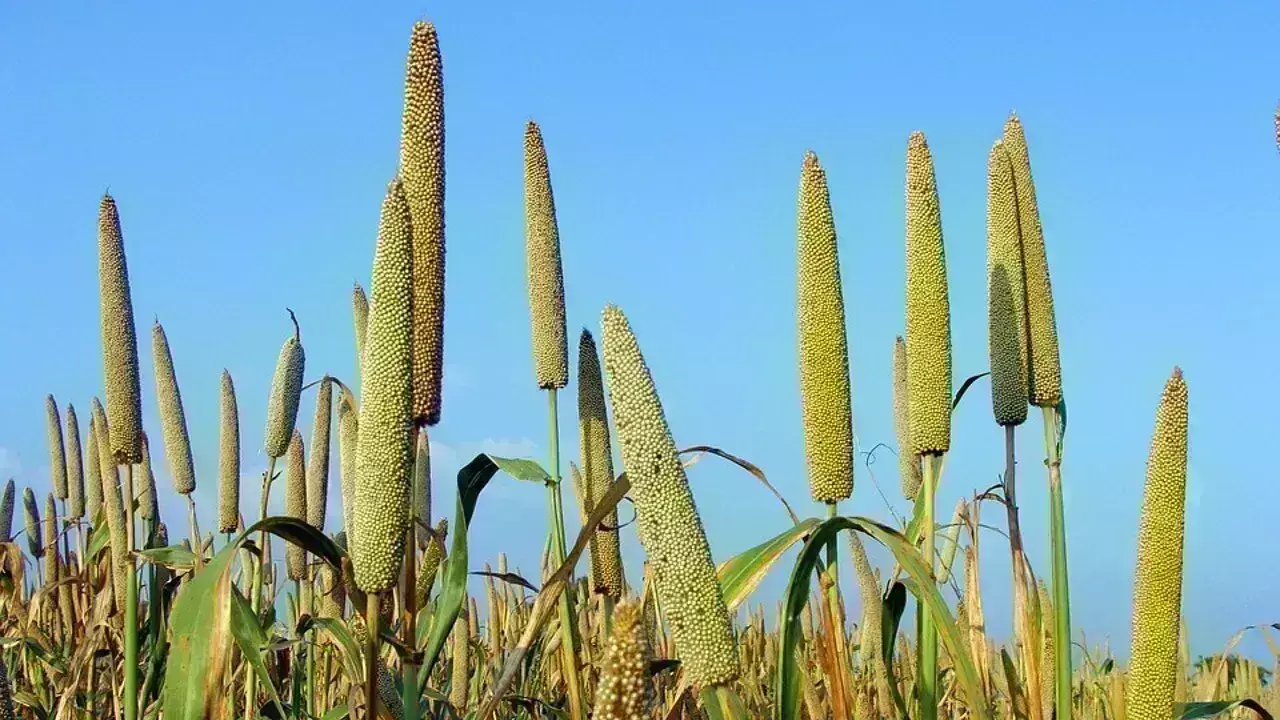 योगी सरकार बताएगी क्यों सुपरफूड है बाजरा