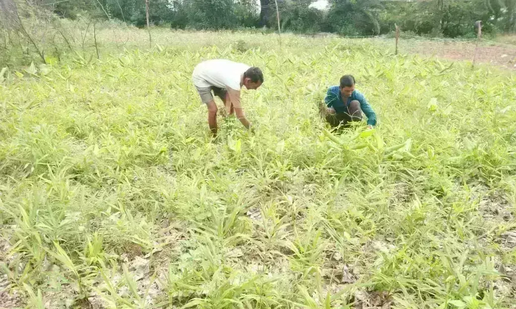 योगी सरकार के प्रयासों का दिखने लगा असर,  खेती की मुख्यधारा से जुड़ रहे आदिवासी