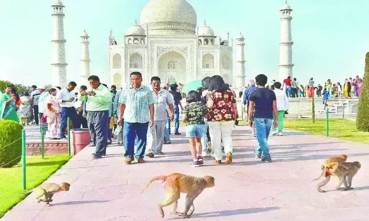 ताजमहल देखने जाने से पहले हो जाएं सावधान, बंदरों का बढ़ा आतंक, विदेशी पर्यटक का कर दिया बुरा हाल