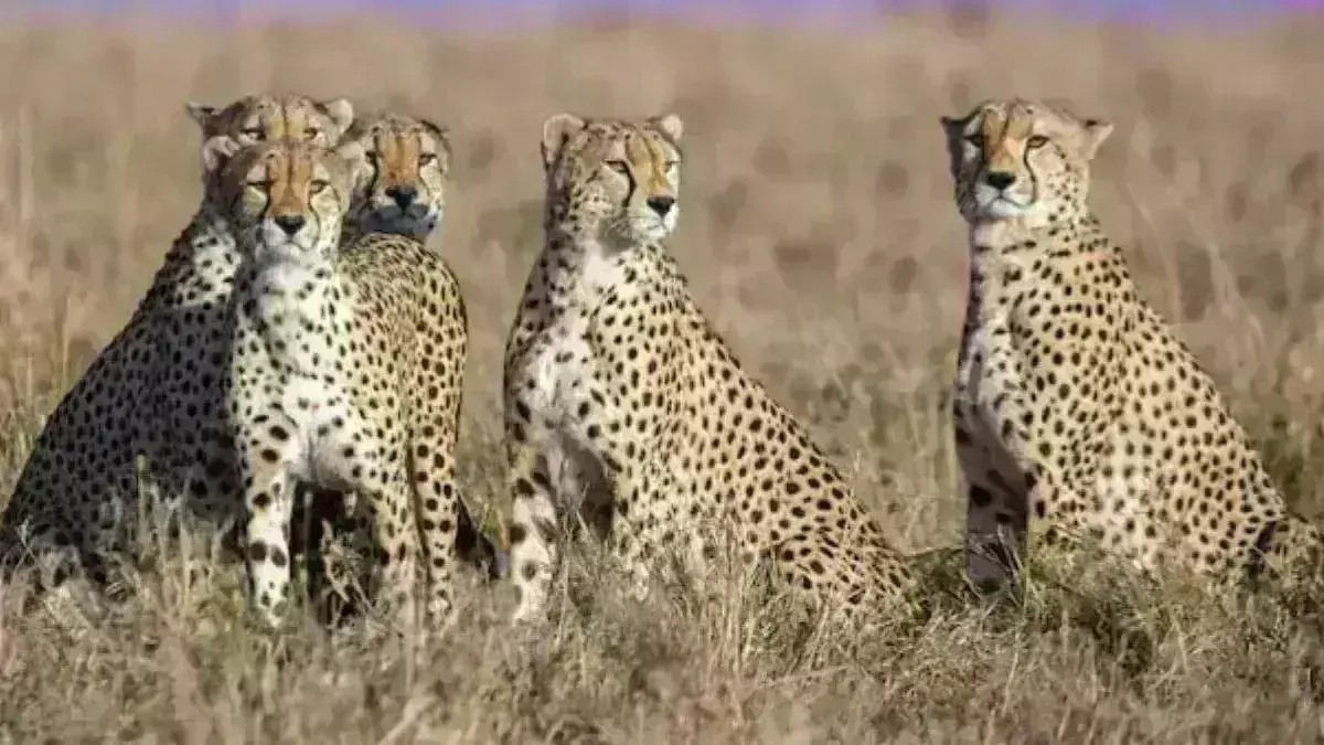 नामीबिया से खाली पेट भारत आएंगे चीते, कल कूनो पार्क में छोड़ेंगे प्रधानमंत्री मोदी