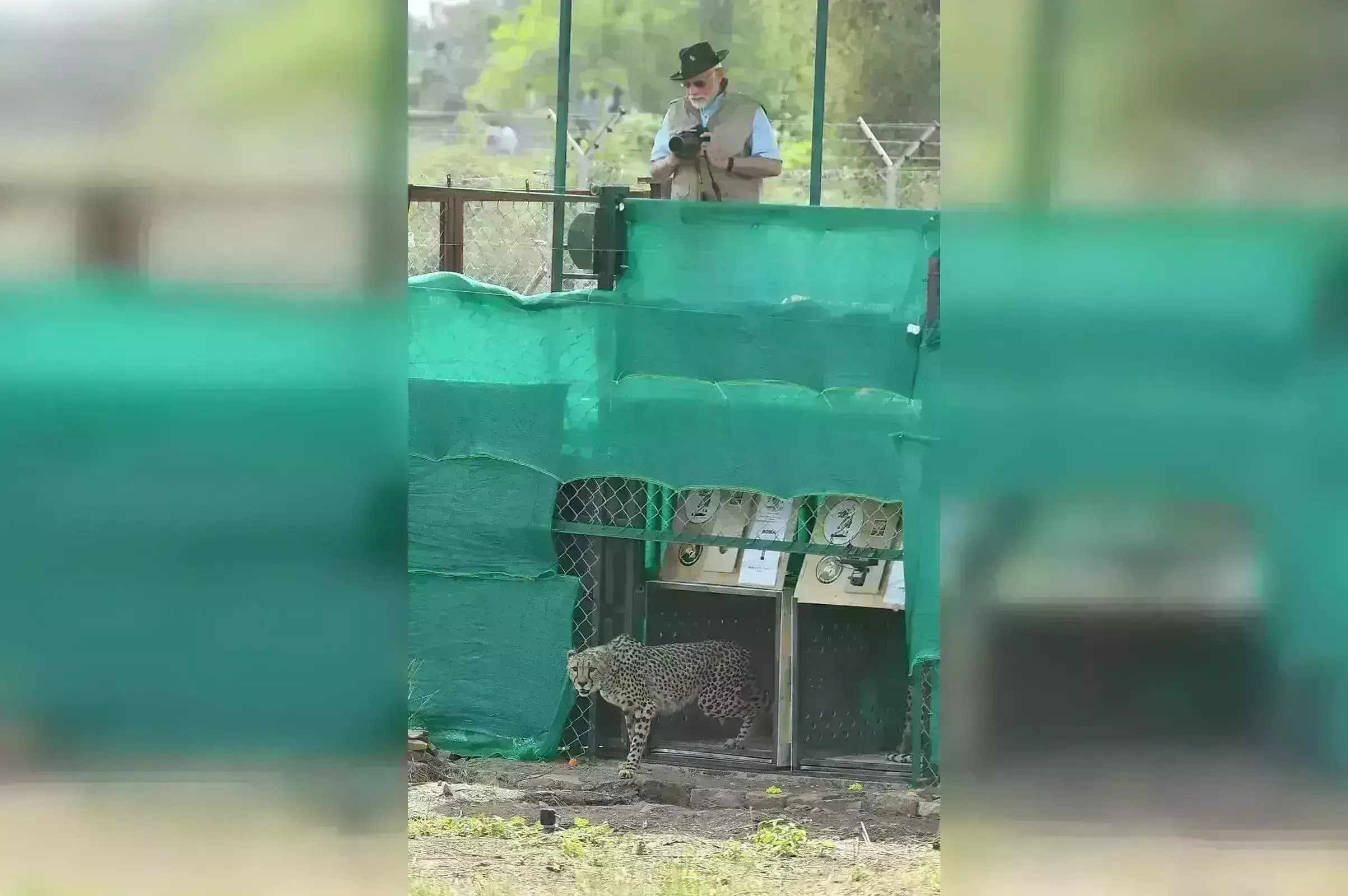 प्रधानमंत्री मोदी ने कूनो में चीतों को छोड़ा, मप्र बना देश का एकमात्र चीता स्टेट