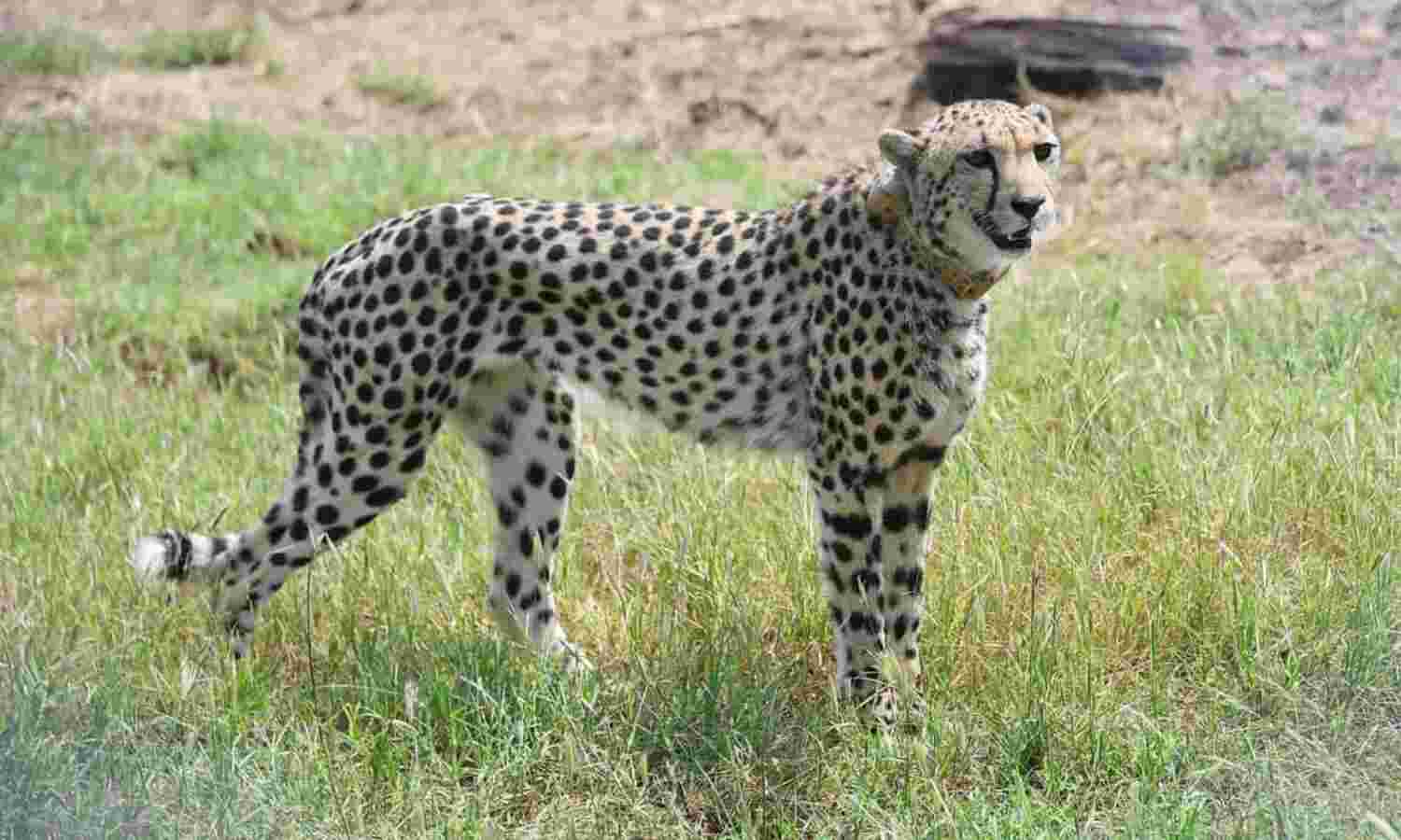 95 किमी की रफ्तार, 20 सेकंड में शिकार, जानिए भारत आए चीतों की क्या है खासियत