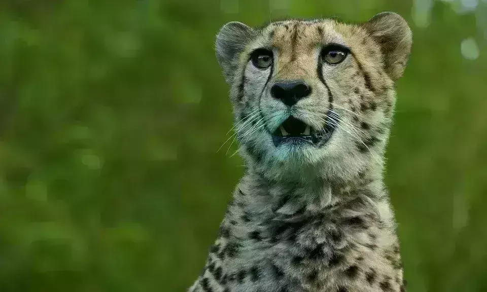 बाड़े में छोड़ने के बाद एक घंटे डरे-सहमे रहे चीते, 3 घंटे बाद पिया पानी