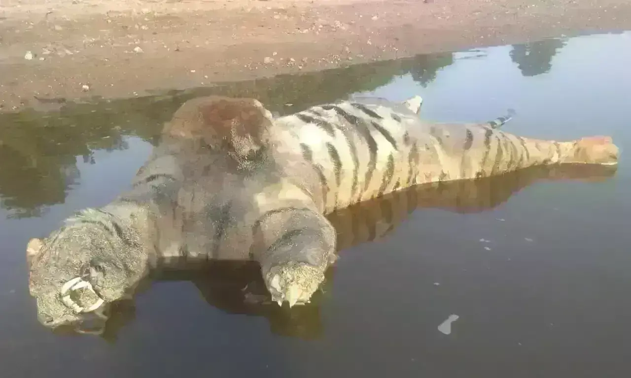 सिवनी में करंट लगाकर किया बाघ का शिकार, पैर काटकर पेंच नदी में बहाया शव