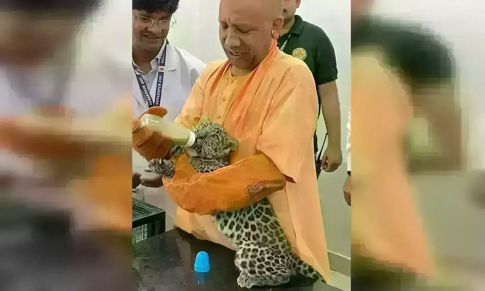 तेंदुए के शावकों को दूध पिलाकर मुख्यमंत्री ने किया नामकरण, एक को भवानी तो दूसरे को चंडी नाम दिया