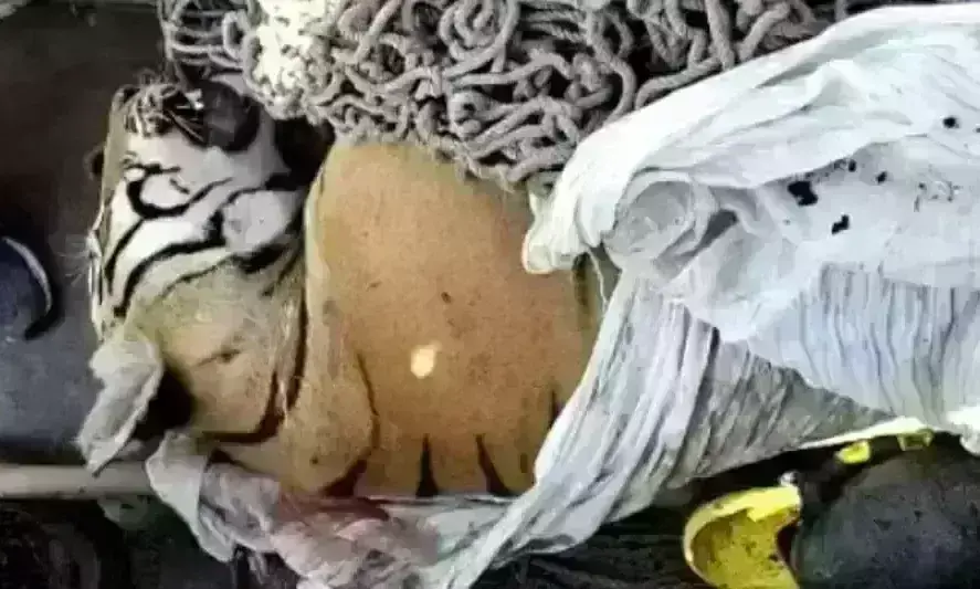 मारा गया बिहार के बगहा का आदमखोर बाघ, 9 महीने में ले ली थी 9 लोगों की जान