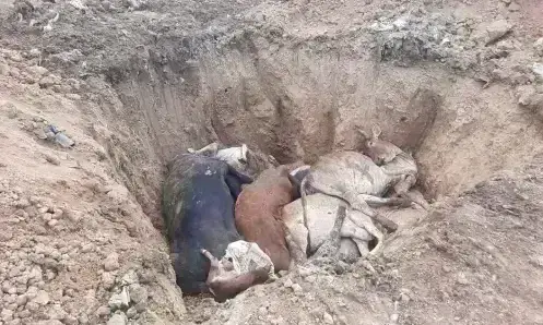 ग्वालियर में लंपी वायरस से रोजाना हो रही बड़ी संख्या में गायों की मौत, लैंडफिल साईट बना गोवंश का कब्रिस्तान