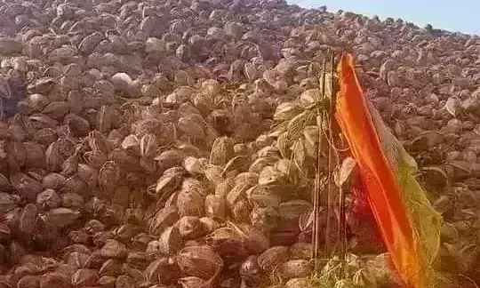 बनासकांठा के हनुमान मंदिर में नहीं फोड़े जाते नारियल, 700 साल में बन गया है कई मीटर ऊंचा पहाड़ बनासकांठा के हनुमान मंदिर में नहीं फोड़े जाते नारियल, 700 साल में बन गया है कई मीटर ऊंचा पहाड़