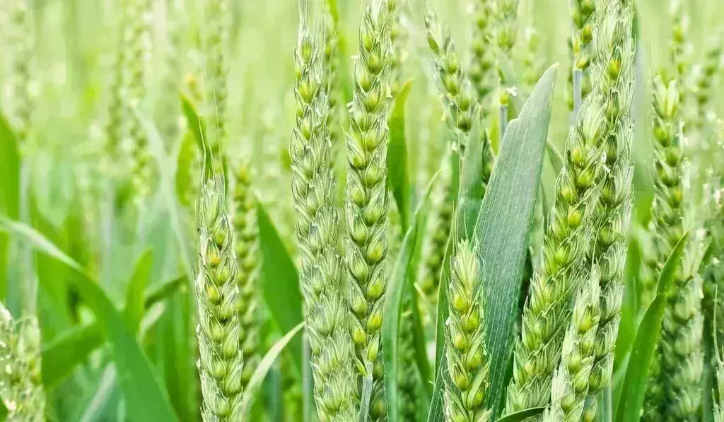 दीपावली से पहले सरकार ने किसानों को दिया तोहफा, गेहूं और मसूर पर बढ़ाई MSP की दर दीपावली से पहले सरकार ने किसानों को दिया तोहफा, गेहूं और मसूर पर बढ़ाई MSP की दर