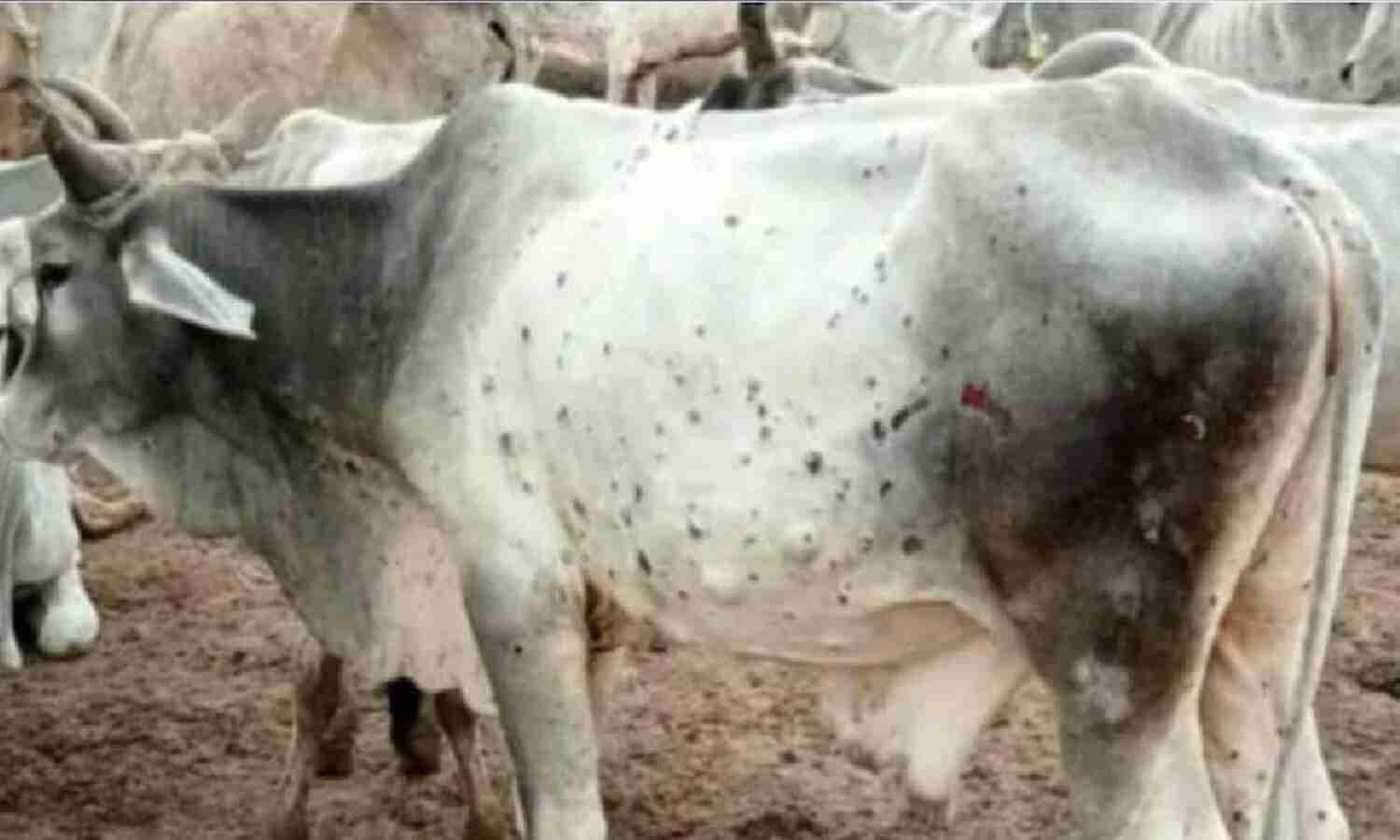 लंपी वायरस से गायों को बचाने लाल टिपारा गौशाला में बन रहे आयुर्वेदिक लड्डू