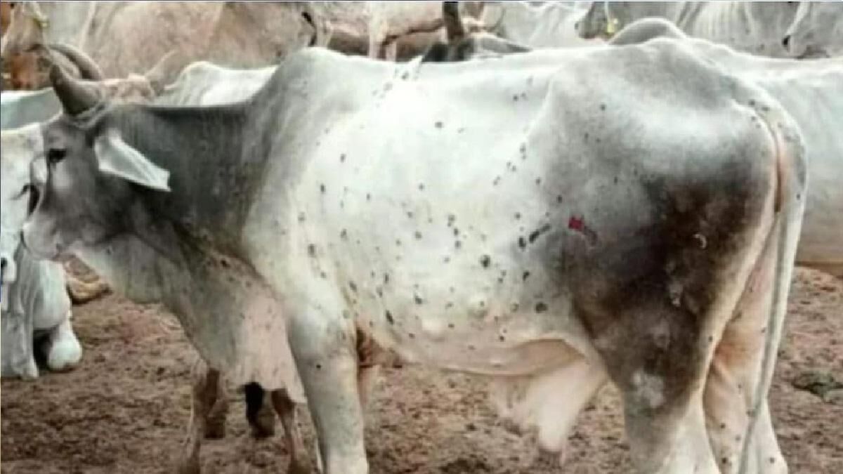 लंपी वायरस से गायों को बचाने लाल टिपारा गौशाला में बन रहे आयुर्वेदिक लड्डू
