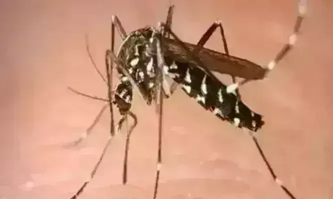 निजी अस्पतालों में भी डेंगू के मरीजों की भरमार, नहीं कर रहे नियमों का पालन, जेब पर डाल रहे डाका