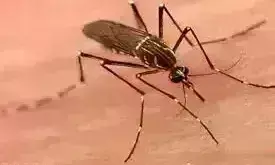 ग्वालियर में बढ़े डेंगू के मरीज, जानिए प्रमुख चार टाइप, क्या बरतें सावधानी?