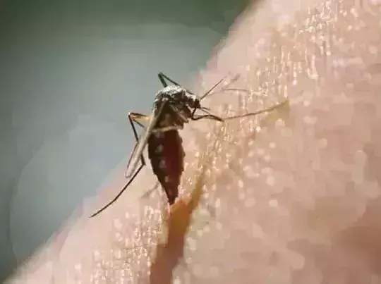 डेंगू के मरीज बढ़ते ही बढ़ी जम्बो प्लेटलेट्स की मांग, 47 में से 14 को निकले संक्रमित